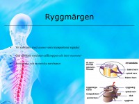 /album/ryggmargen/a6-nervsystemet-006-jpeg1/